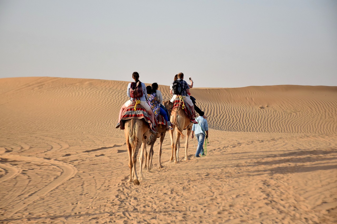 camels, travel, desert