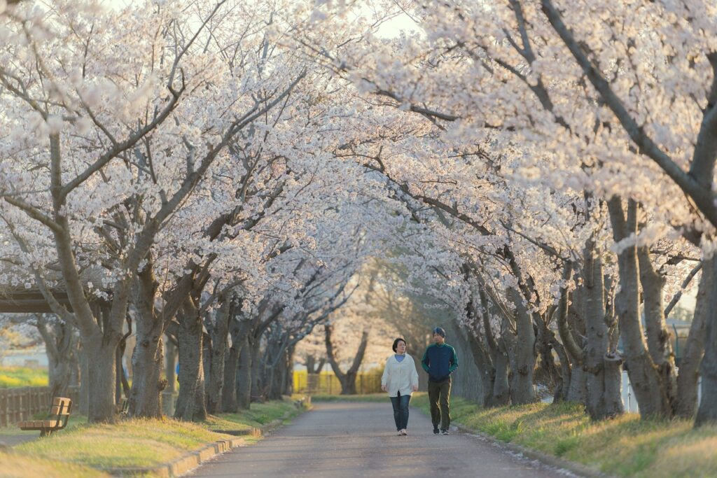 cerezo en flor kioto